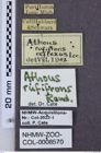 Etiketten zu Athous rufifrons (NHMW-ZOO-COL-0008570)